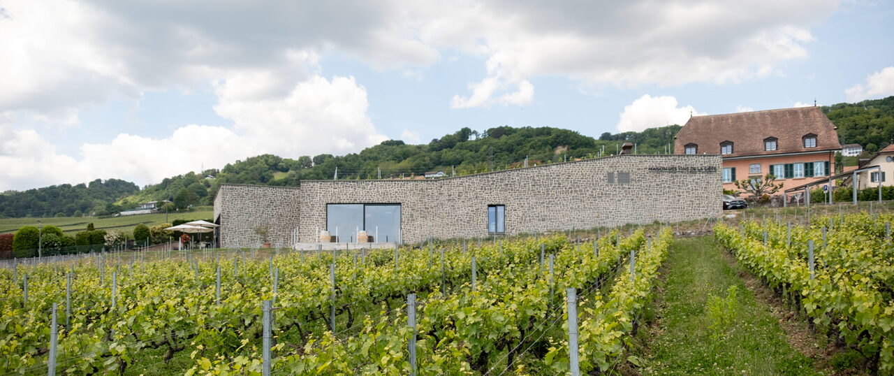 Les vendanges dans le vignoble de La Côte