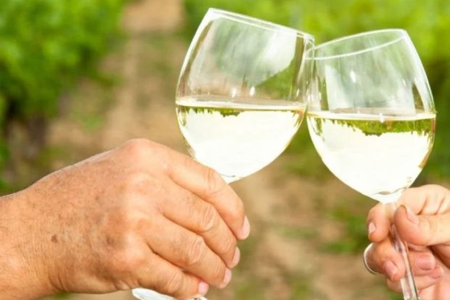 Les vendanges dans le vignoble de La Côte